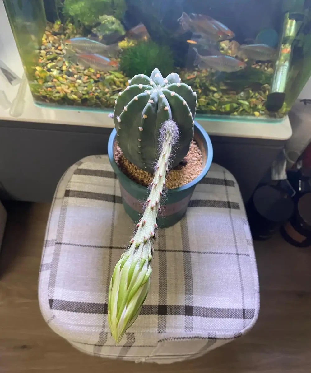 開完花的仙人掌球用施肥嗎?能換盆嗎?回答一下花友的這兩個問題