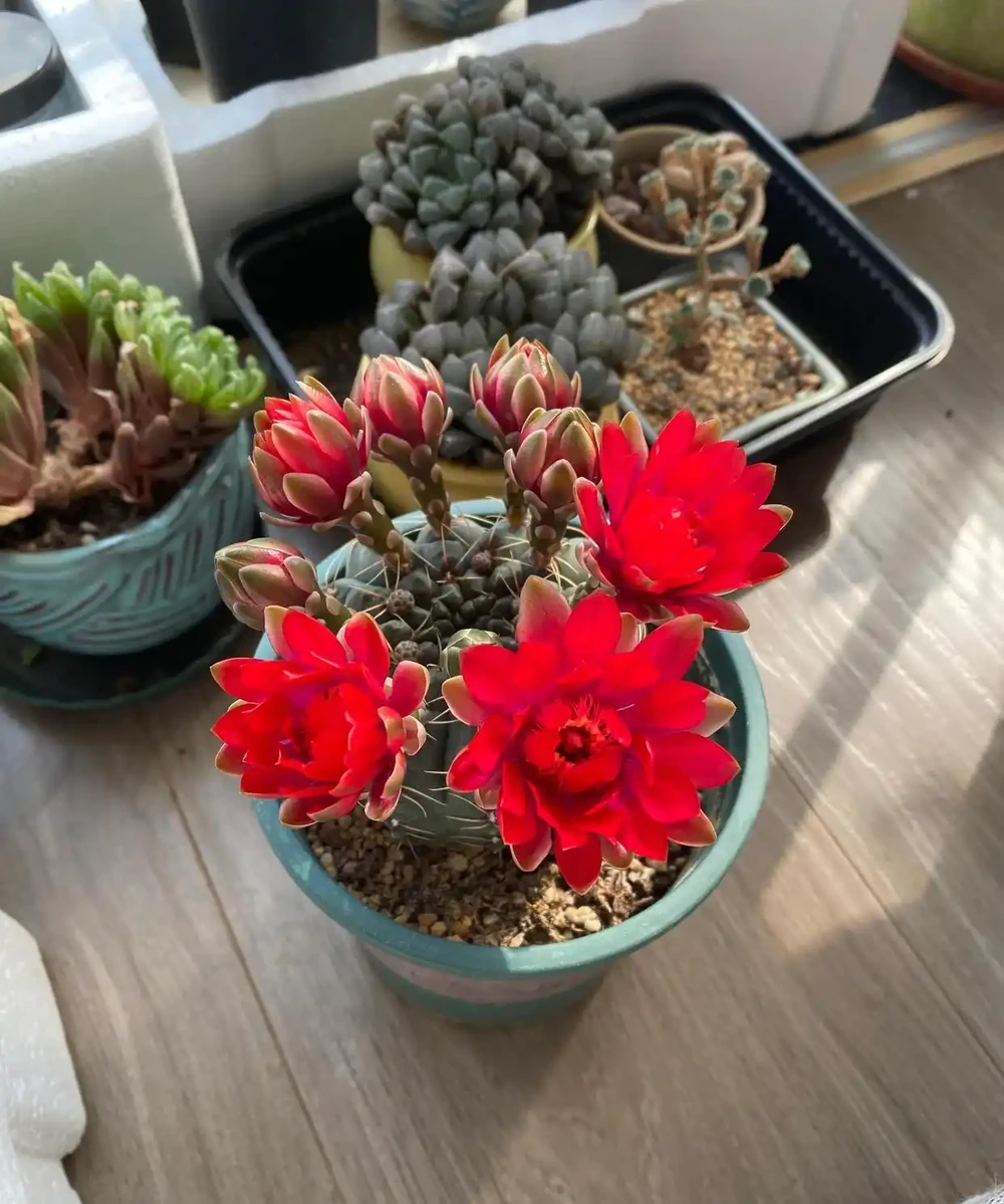 開完花的仙人掌球用施肥嗎?能換盆嗎?回答一下花友的這兩個問題