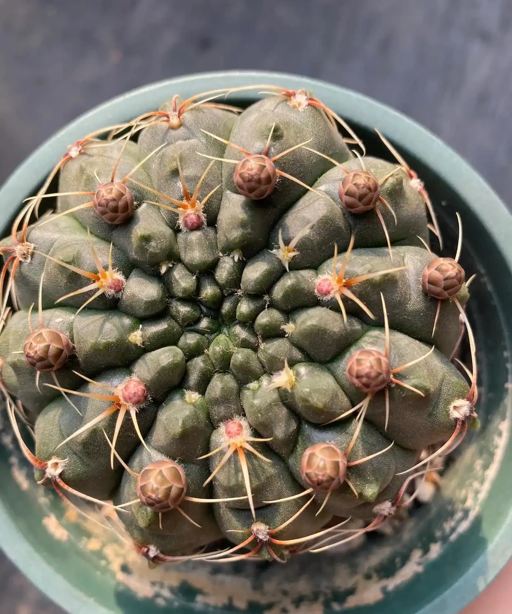 開完花的仙人掌球用施肥嗎?能換盆嗎?回答一下花友的這兩個問題