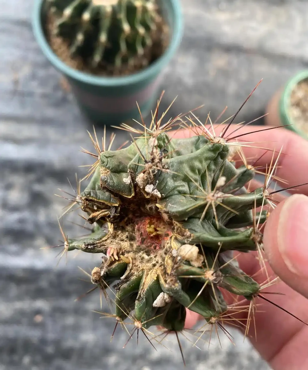 開完花的仙人掌球用施肥嗎?能換盆嗎?回答一下花友的這兩個問題