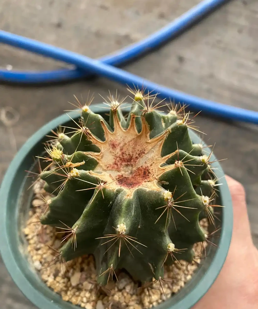 開完花的仙人掌球用施肥嗎?能換盆嗎?回答一下花友的這兩個問題