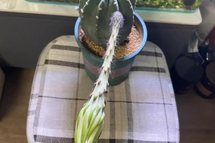 開完花的仙人掌球用施肥嗎？能換盆嗎？回答一下花友的這兩個問題