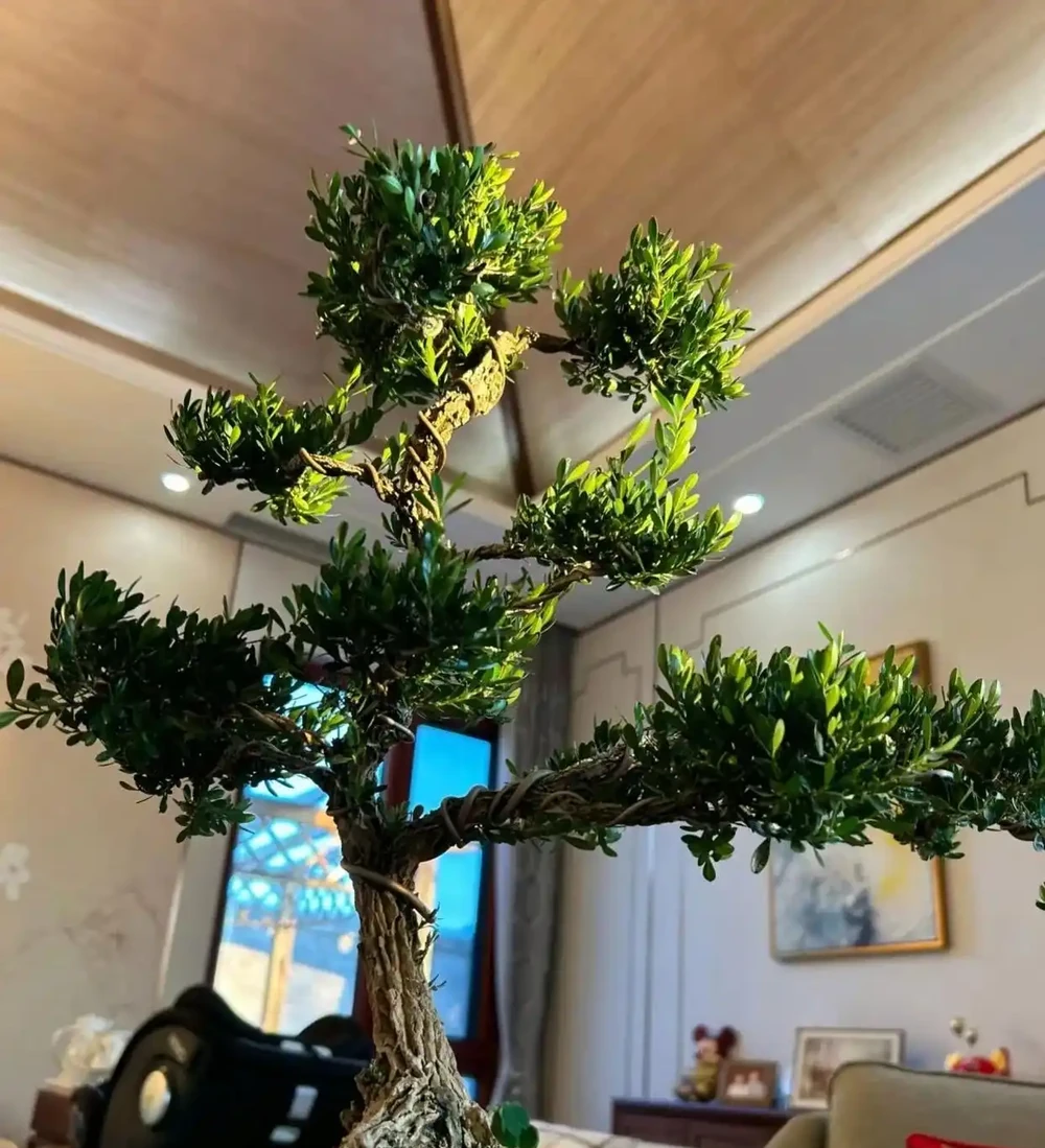 種花不如種樹，6種名貴樹，好養又好看，種上1棵都能當「傳家寶」