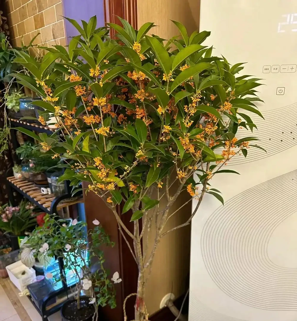 種花不如種樹，6種名貴樹，好養又好看，種上1棵都能當「傳家寶」