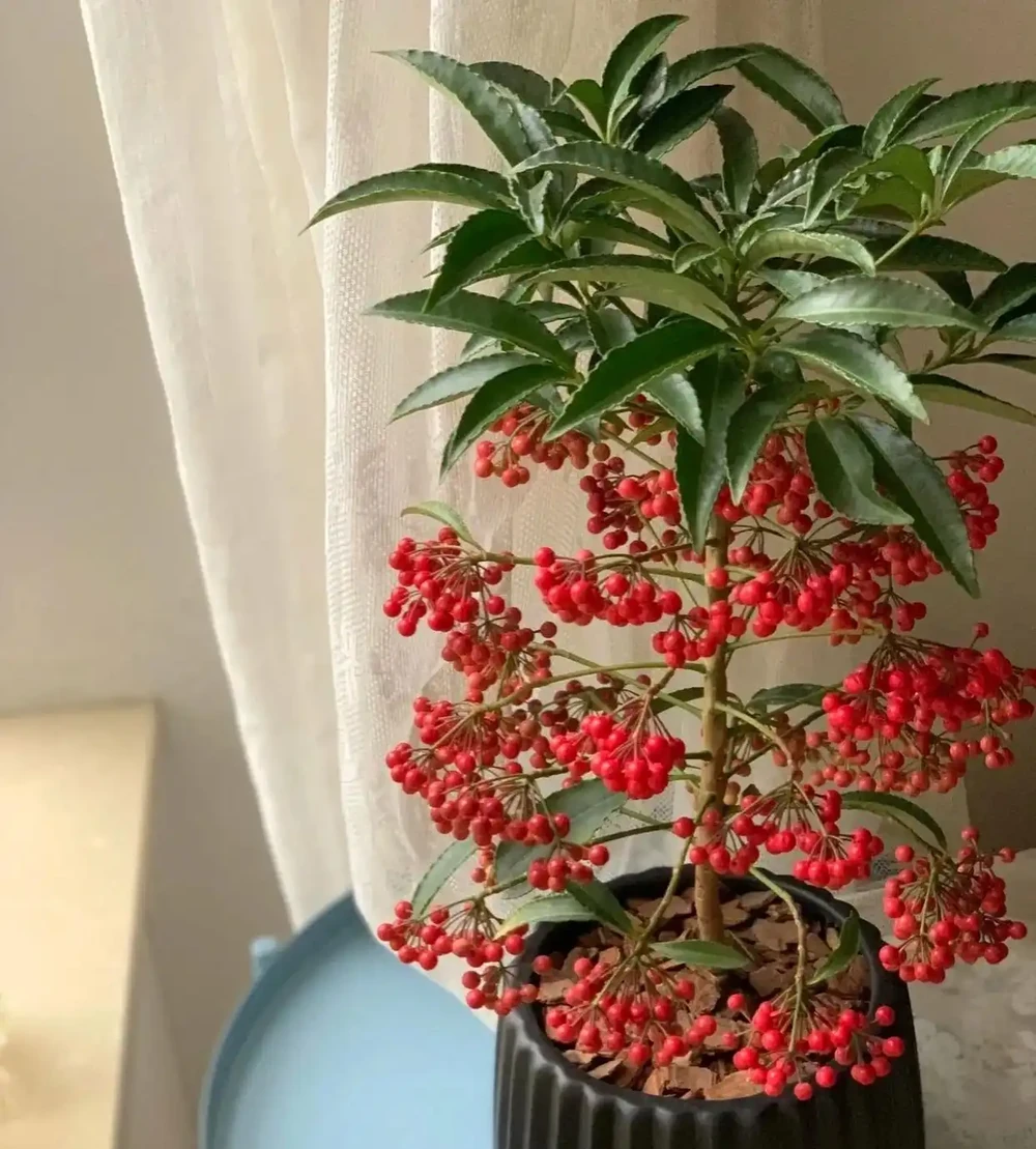種花不如種樹，6種名貴樹，好養又好看，種上1棵都能當「傳家寶」