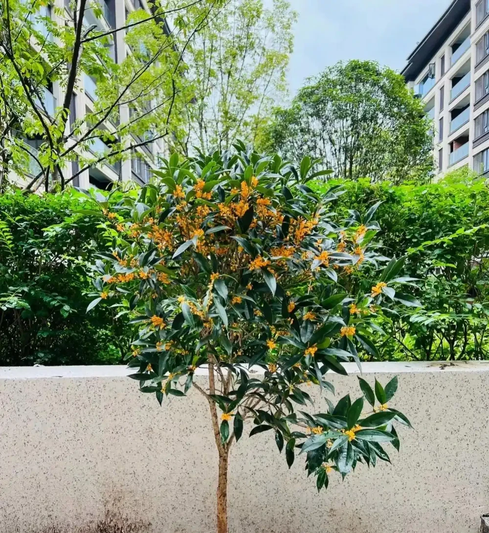 種花不如種樹，6種名貴樹，好養又好看，種上1棵都能當「傳家寶」
