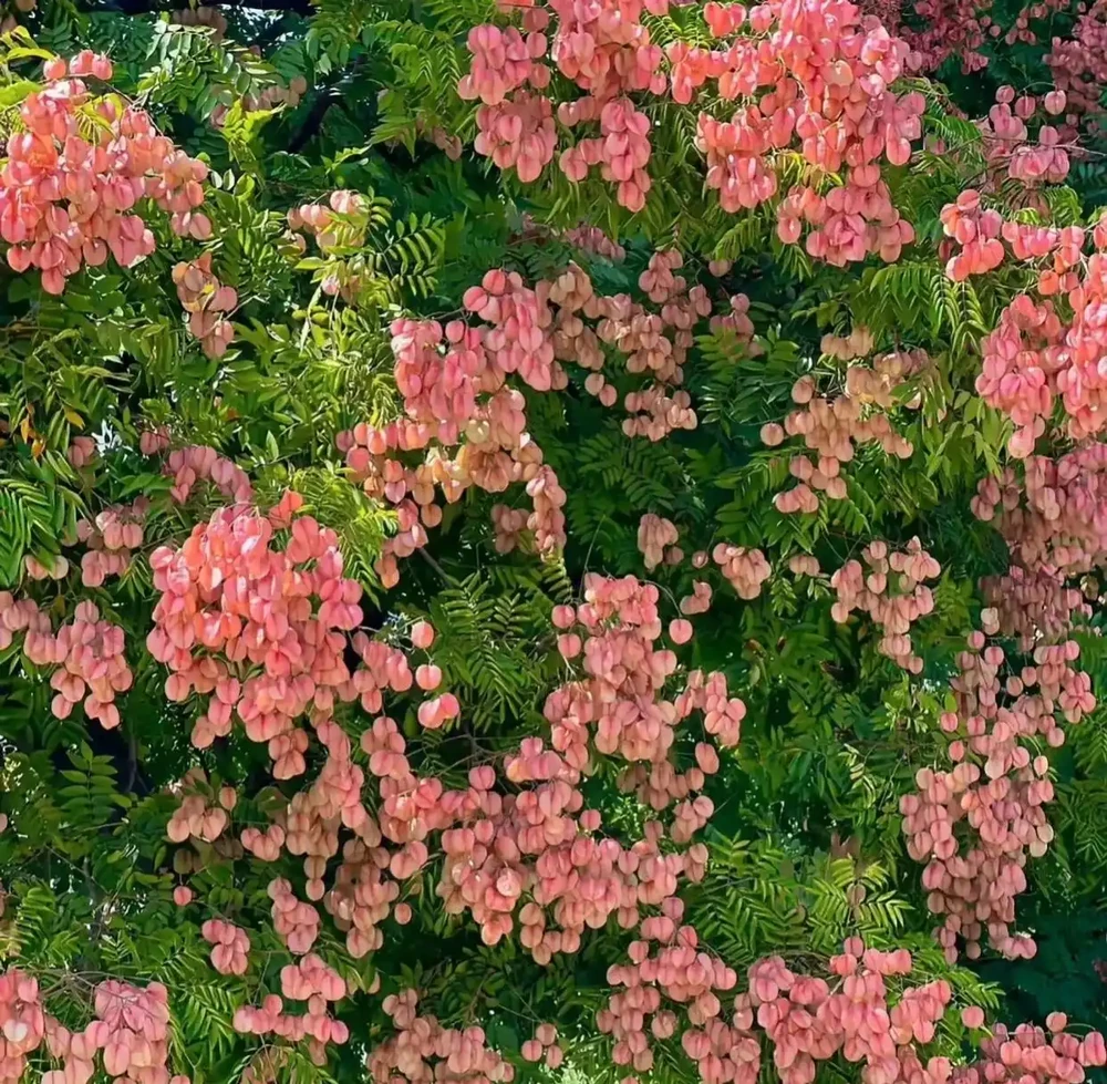 種花不如種樹，6種名貴樹，好養又好看，種上1棵都能當「傳家寶」