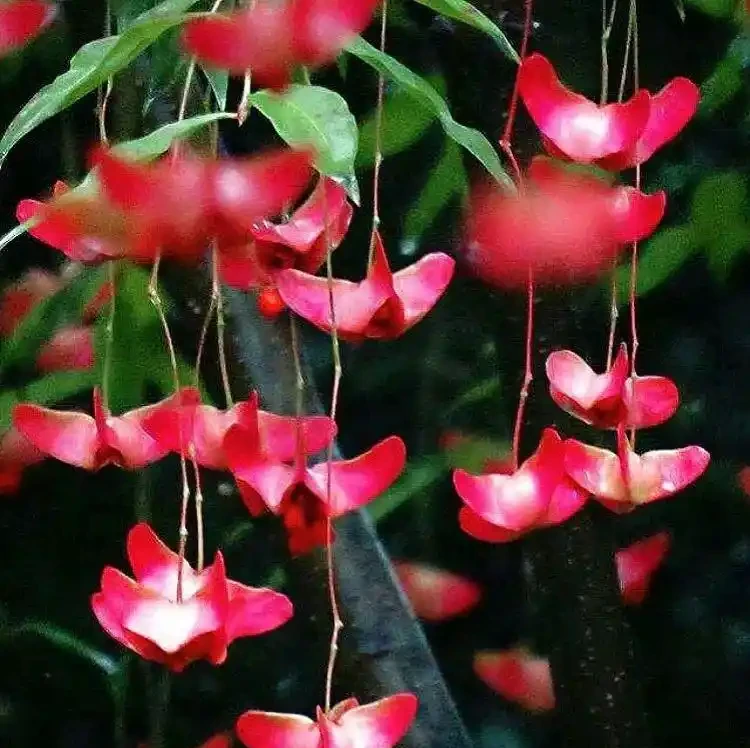 種花不如種樹，6種名貴樹，好養又好看，種上1棵都能當「傳家寶」