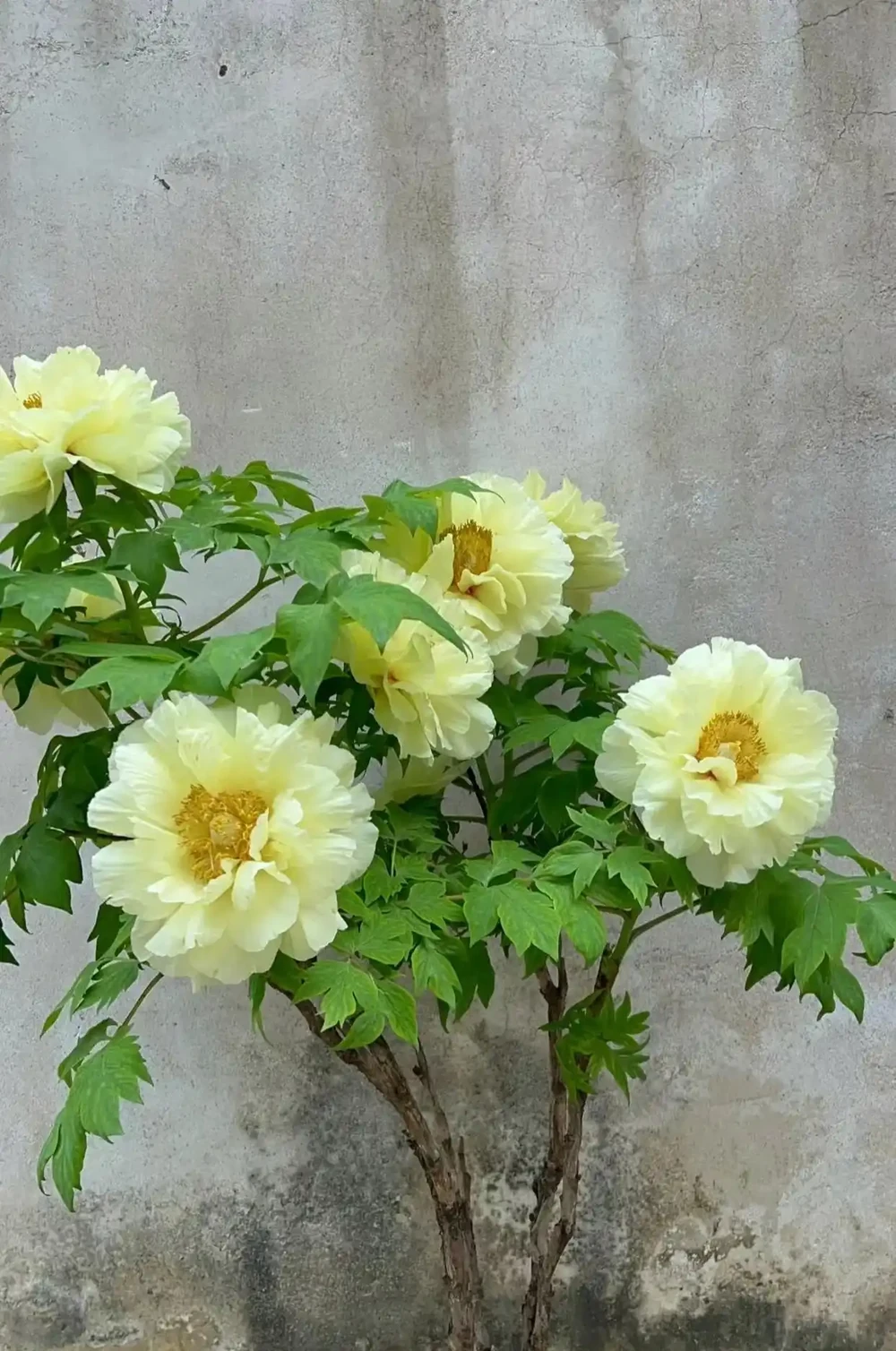 種花不如種樹，6種名貴樹，好養又好看，種上1棵都能當「傳家寶」