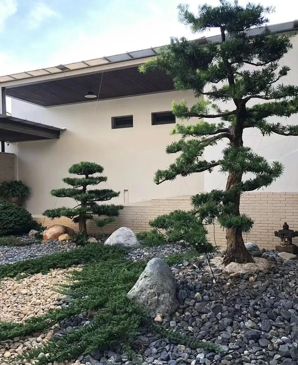 小院再小也要種這9種樹，老祖宗留下的「順口溜」，寓意深遠