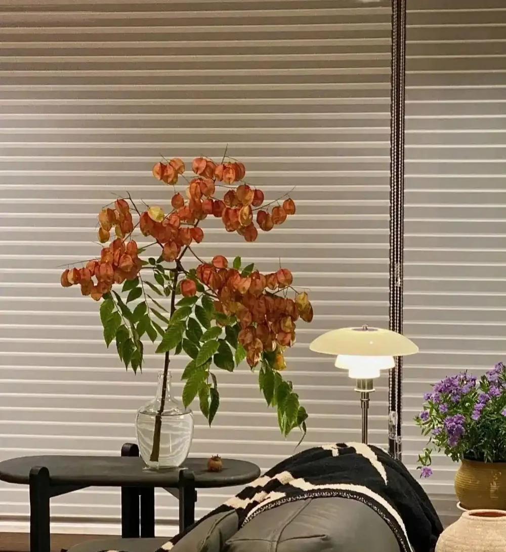 種花不如種樹，6種名貴樹，好養又好看，種上1棵都能當「傳家寶」