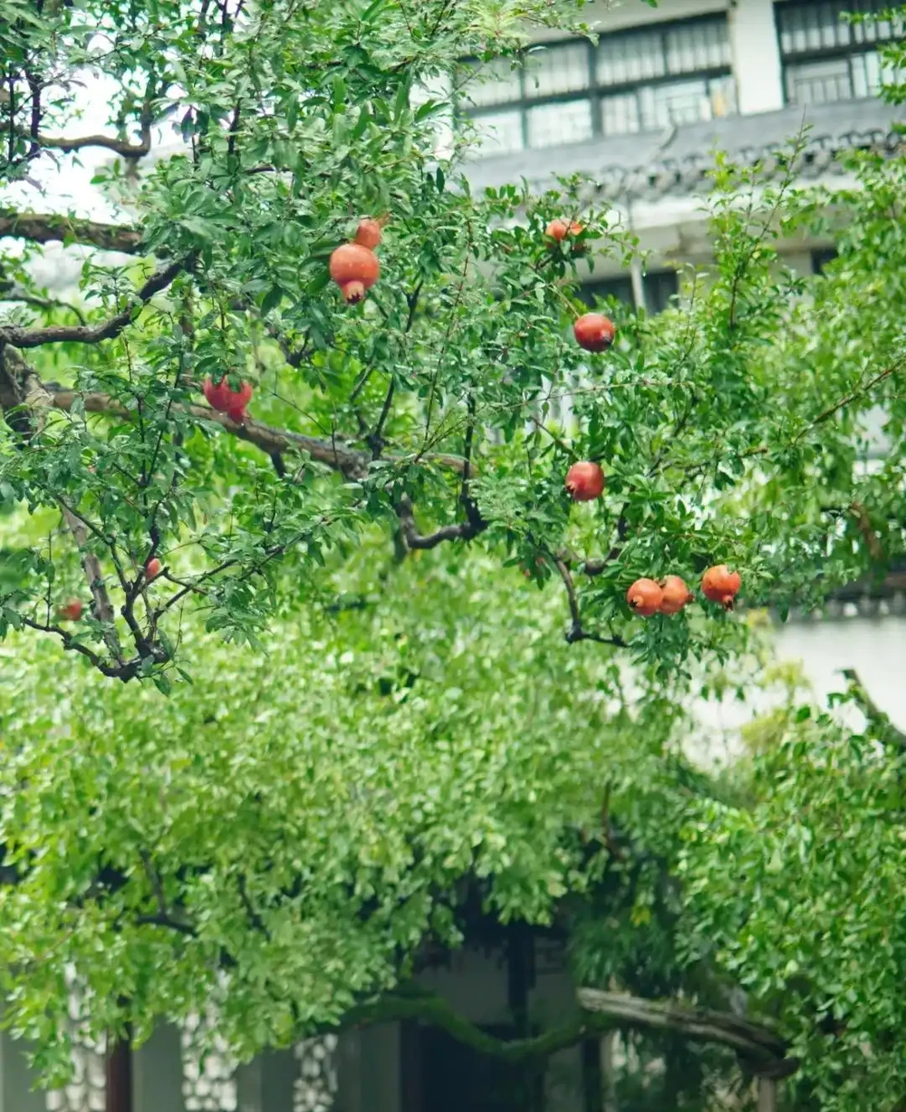 小院再小也要種這9種樹，老祖宗留下的「順口溜」，寓意深遠