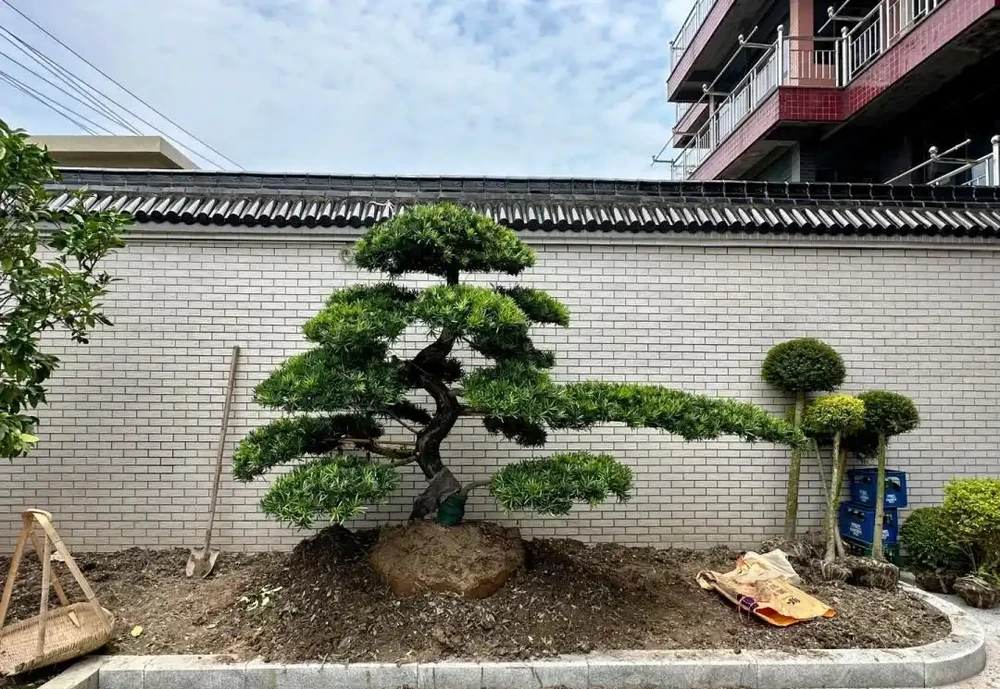 小院再小也要種這9種樹，老祖宗留下的「順口溜」，寓意深遠