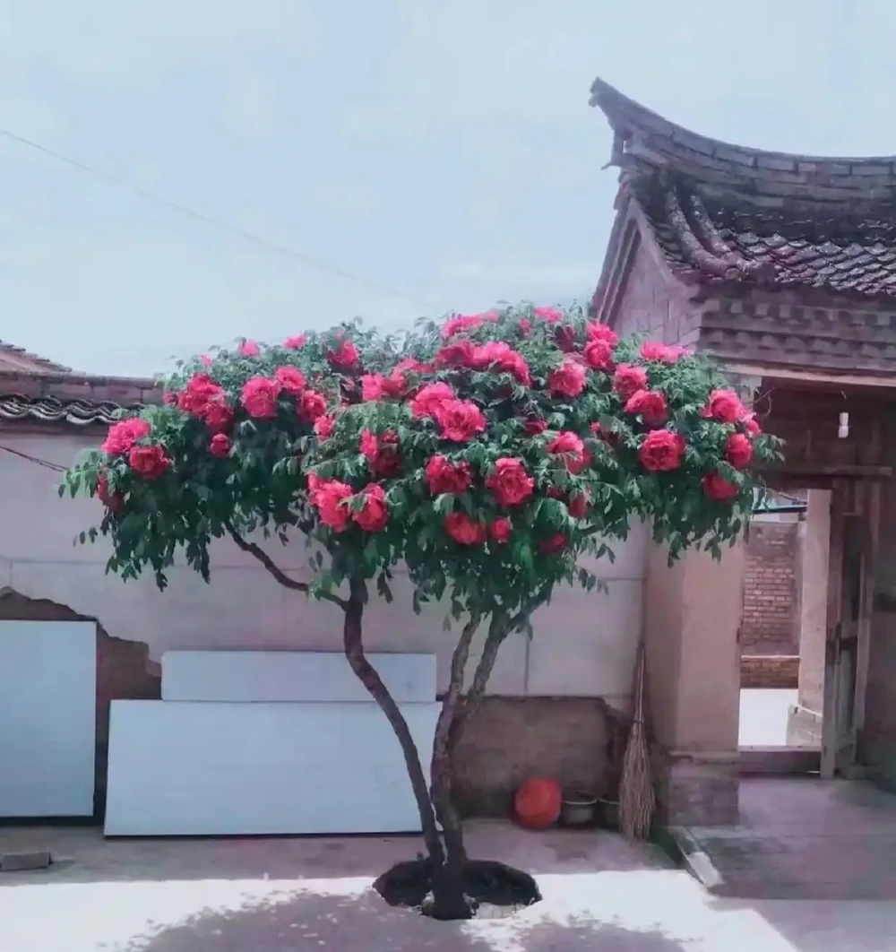 種花不如種樹，6種名貴樹，好養又好看，種上1棵都能當「傳家寶」