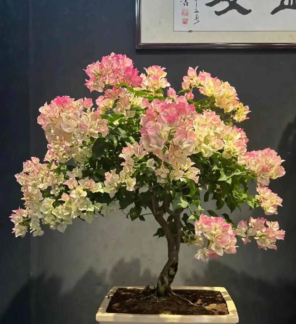 種花不如種樹，6種名貴樹，好養又好看，種上1棵都能當「傳家寶」