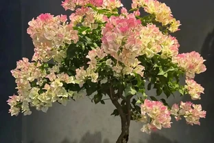 種花不如種樹，6種名貴樹，好養又好看，種上1棵都能當「傳家寶」