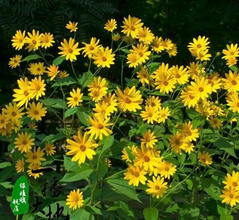十大生命力最強的花;揭秘十大頑強生命之花,驚豔你的眼球