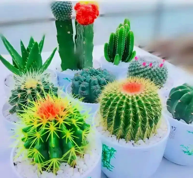 十大生命力最強的花;揭秘十大頑強生命之花,驚豔你的眼球