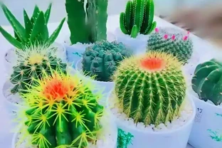 十大生命力最強的花；揭秘十大頑強生命之花，驚豔你的眼球
