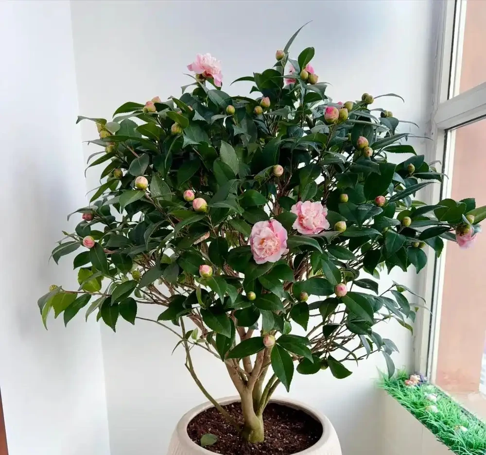 7月養茶花,牢記「1少、1多、1勤」,15天呼呼冒花苞