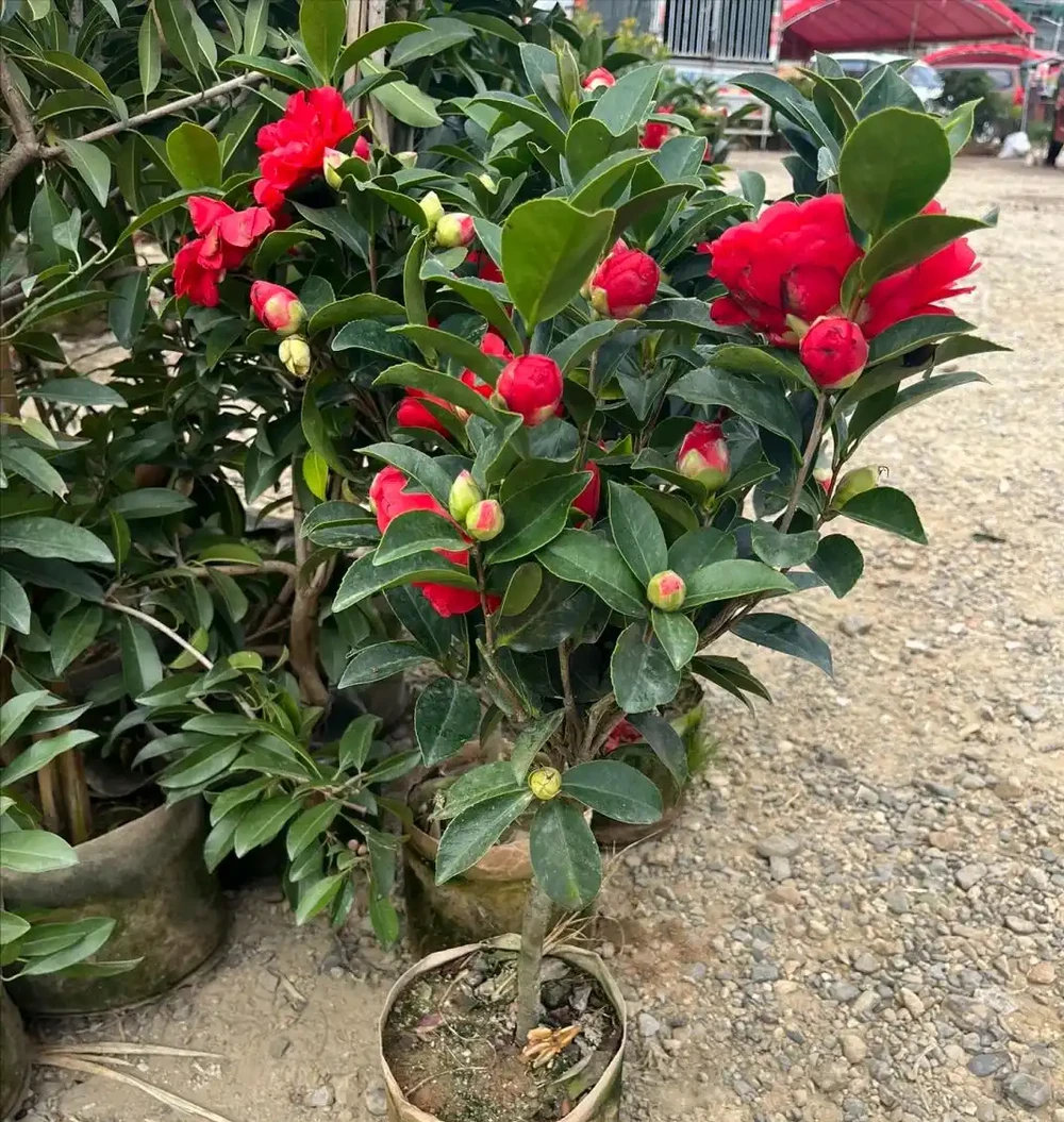 7月養茶花,牢記「1少、1多、1勤」,15天呼呼冒花苞