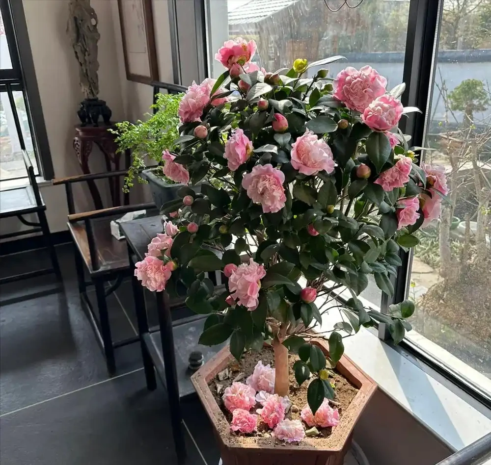 7月養茶花,牢記「1少、1多、1勤」,15天呼呼冒花苞