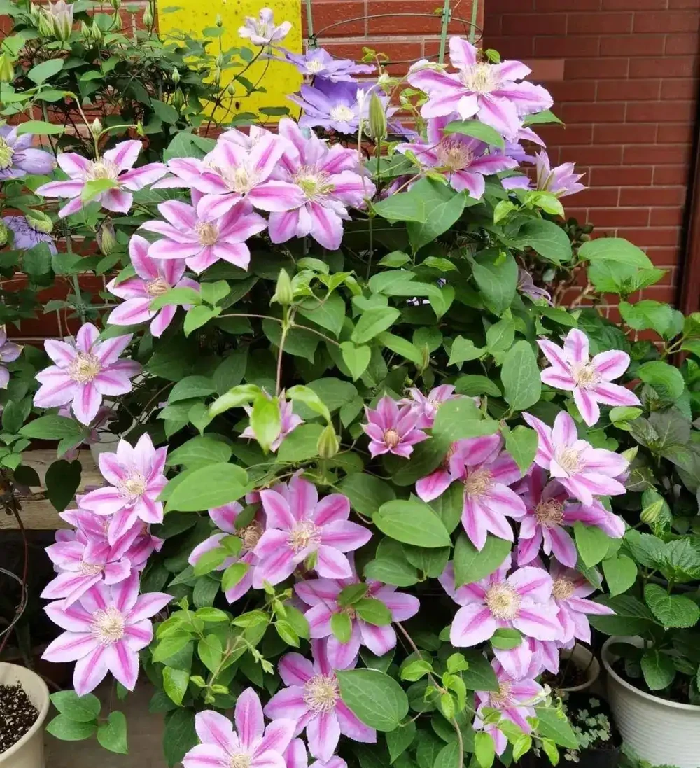 6種「爬藤花」，種一棵爬上天，美上天際下凡間，能賞一輩子！