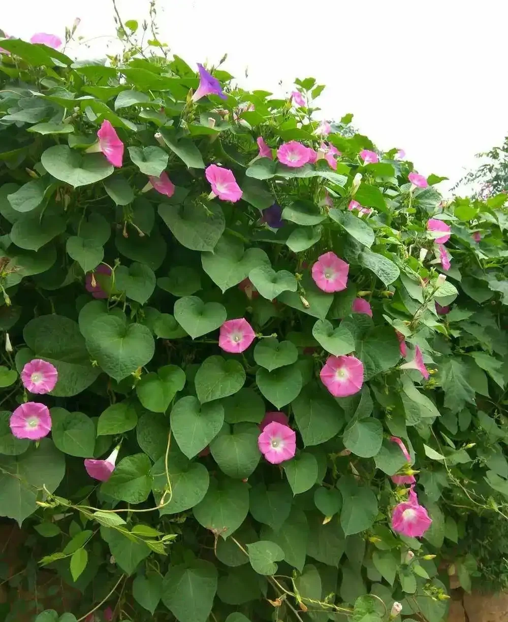6種「爬藤花」，種一棵爬上天，美上天際下凡間，能賞一輩子！