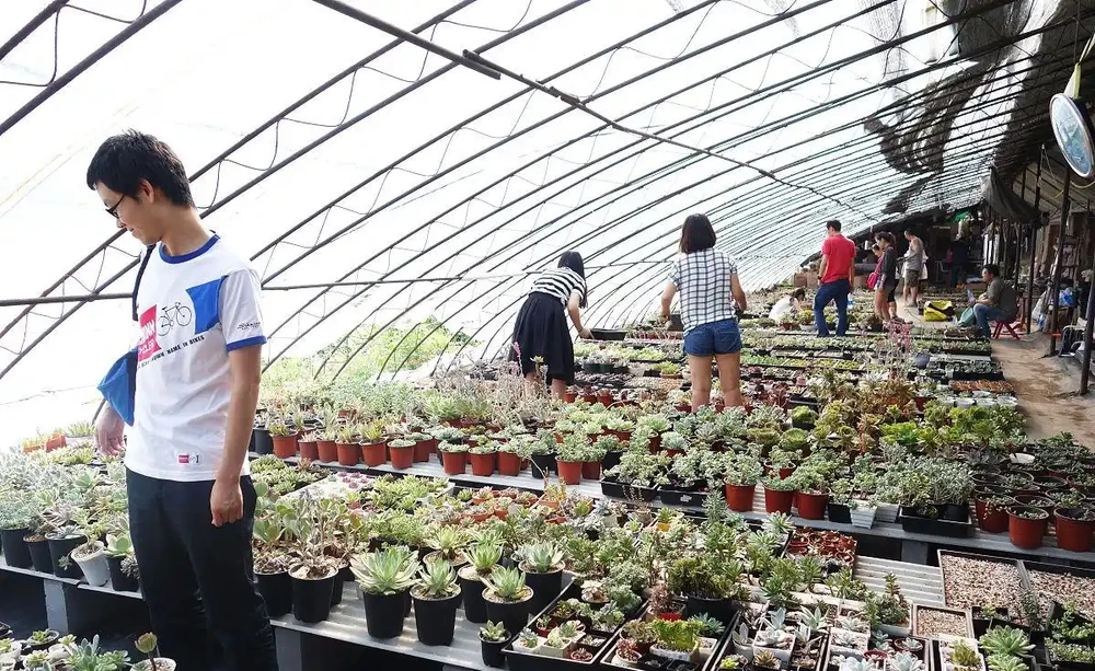 多肉植物花盆底部墊什麼好?放上這種石頭,幾年都不腐根