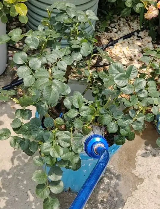 夏天養花一定要牢記這3點，不然植物很容易突然大量黃葉、枯萎