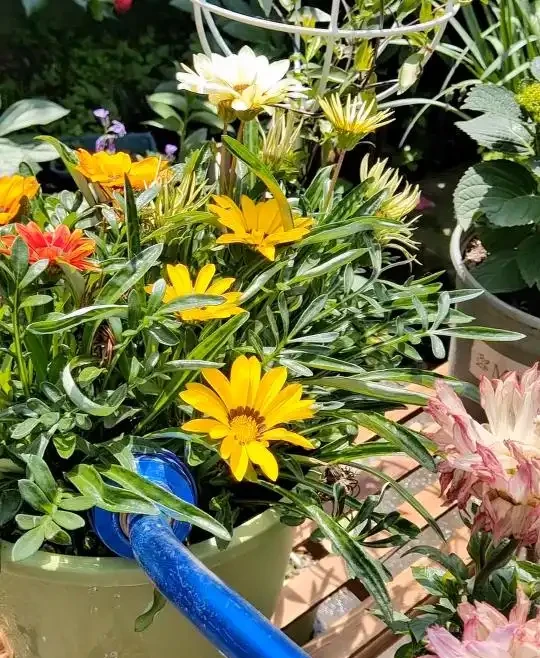 夏天養花一定要牢記這3點，不然植物很容易突然大量黃葉、枯萎