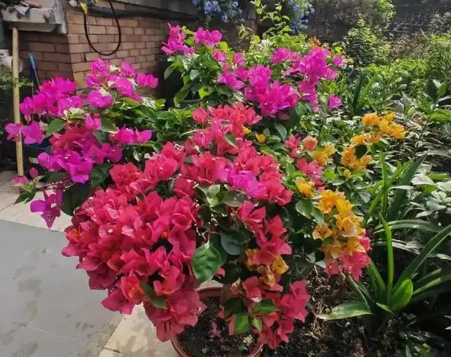 夏天養花一定要牢記這3點，不然植物很容易突然大量黃葉、枯萎