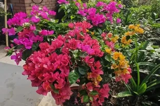 夏天養花一定要牢記這3點，不然植物很容易突然大量黃葉、枯萎
