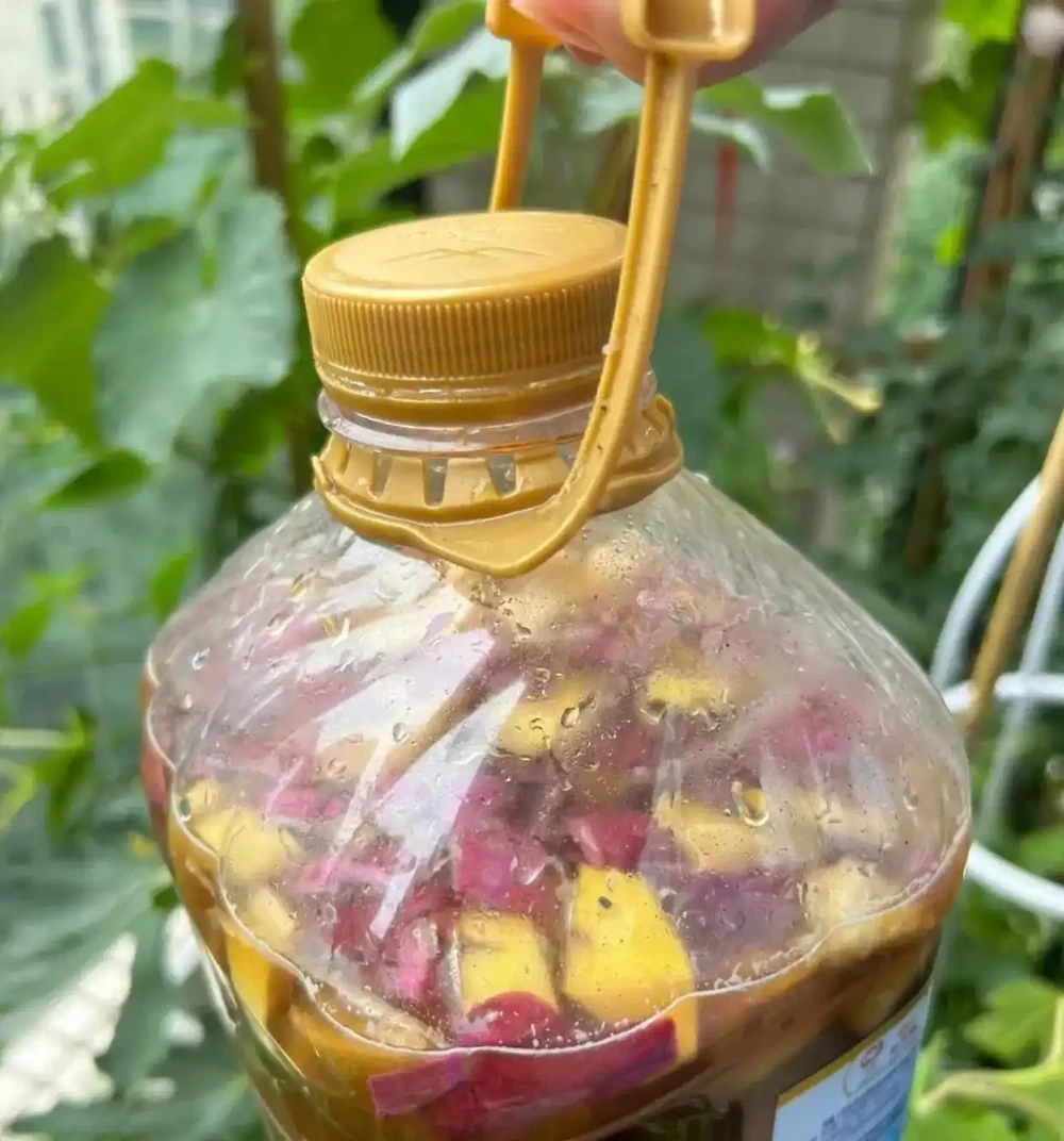 三伏天龜背芋最愛「喝」一種水,15天一杯,新芽多又壯