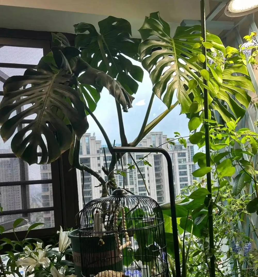 三伏天龜背芋最愛「喝」一種水,15天一杯,新芽多又壯