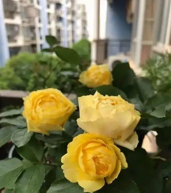 玫瑰開花，離不開太陽，「大水，大太陽」，開花才能更多！