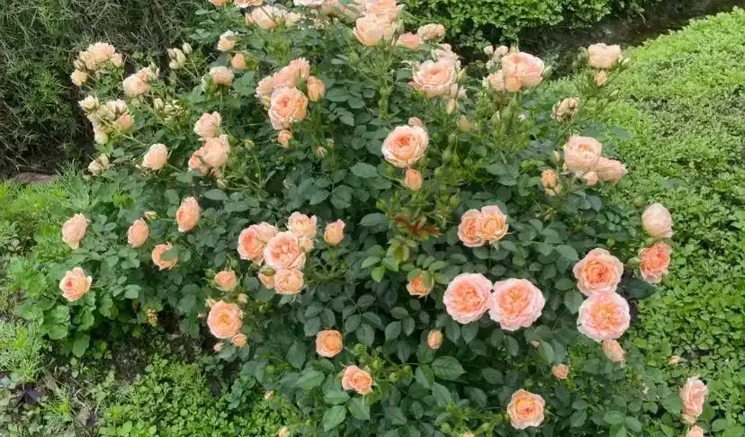 玫瑰開花，離不開太陽，「大水，大太陽」，開花才能更多！