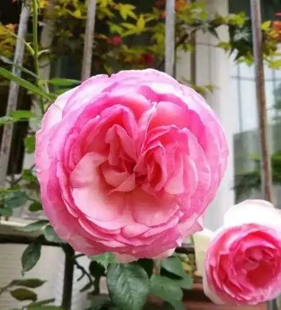 玫瑰開花，離不開太陽，「大水，大太陽」，開花才能更多！