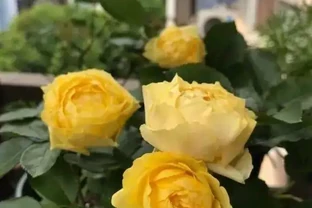 玫瑰開花，離不開太陽，「大水，大太陽」，開花才能更多！