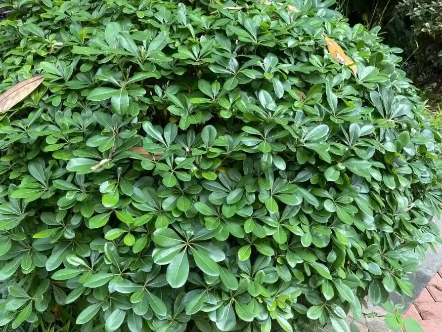 這植物葉像鴨掌,俗稱「八方來財」,寓意美好,還吸收有害物質!