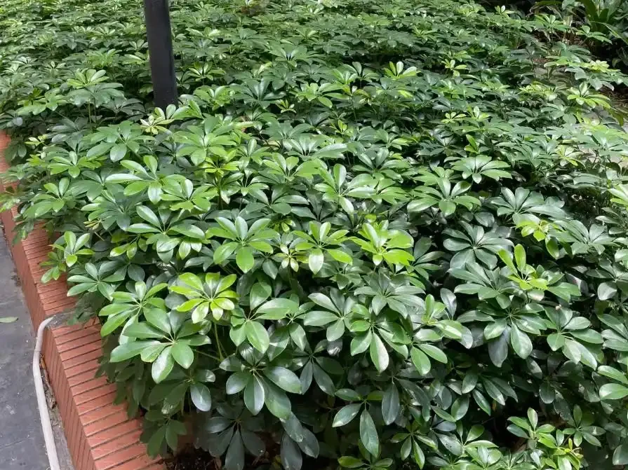 這植物葉像鴨掌,俗稱「八方來財」,寓意美好,還吸收有害物質!