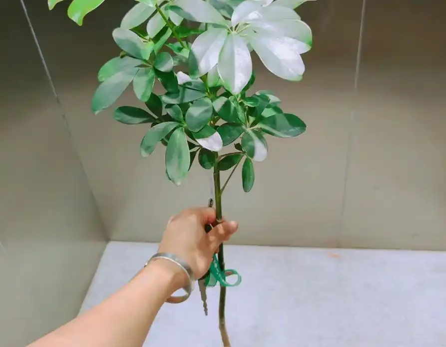 這植物葉像鴨掌,俗稱「八方來財」,寓意美好,還吸收有害物質!