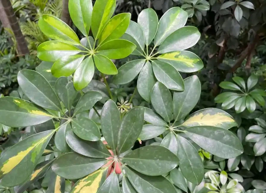 這植物葉像鴨掌,俗稱「八方來財」,寓意美好,還吸收有害物質!