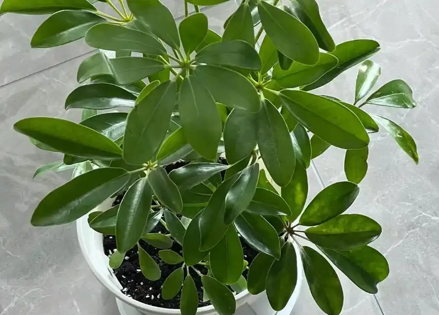 這植物葉像鴨掌,俗稱「八方來財」,寓意美好,還吸收有害物質!