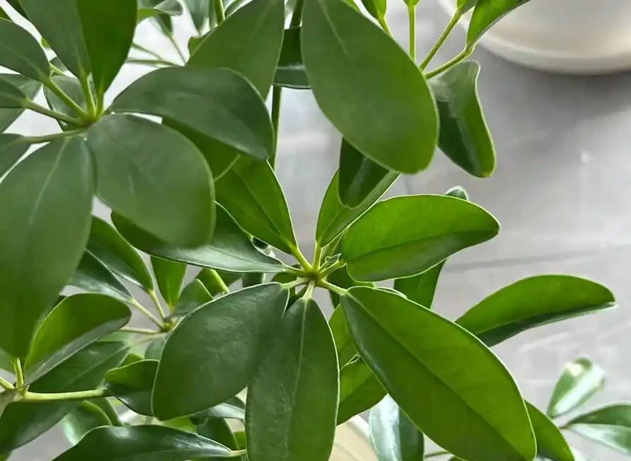 這植物葉像鴨掌,俗稱「八方來財」,寓意美好,還吸收有害物質!