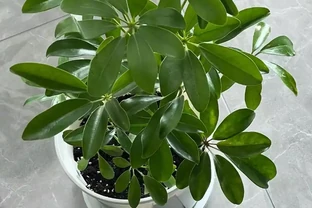 這植物葉像鴨掌，俗稱「八方來財」，寓意美好，還吸收有害物質！