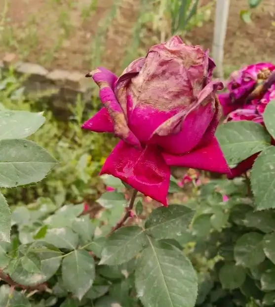 玫瑰花花苞沒有開就枯萎了怎麼處理,病蟲害有哪些