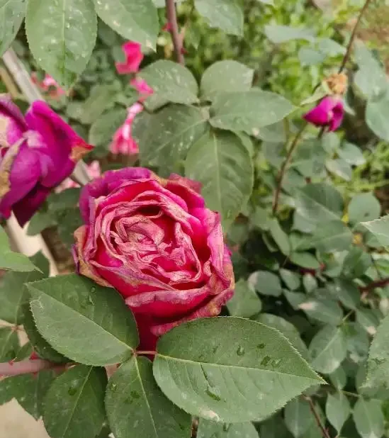 玫瑰花花苞沒有開就枯萎了怎麼處理,病蟲害有哪些