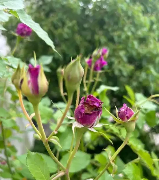 玫瑰花花苞沒有開就枯萎了怎麼處理,病蟲害有哪些