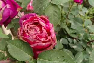 玫瑰花花苞沒有開就枯萎了怎麼處理，病蟲害有哪些